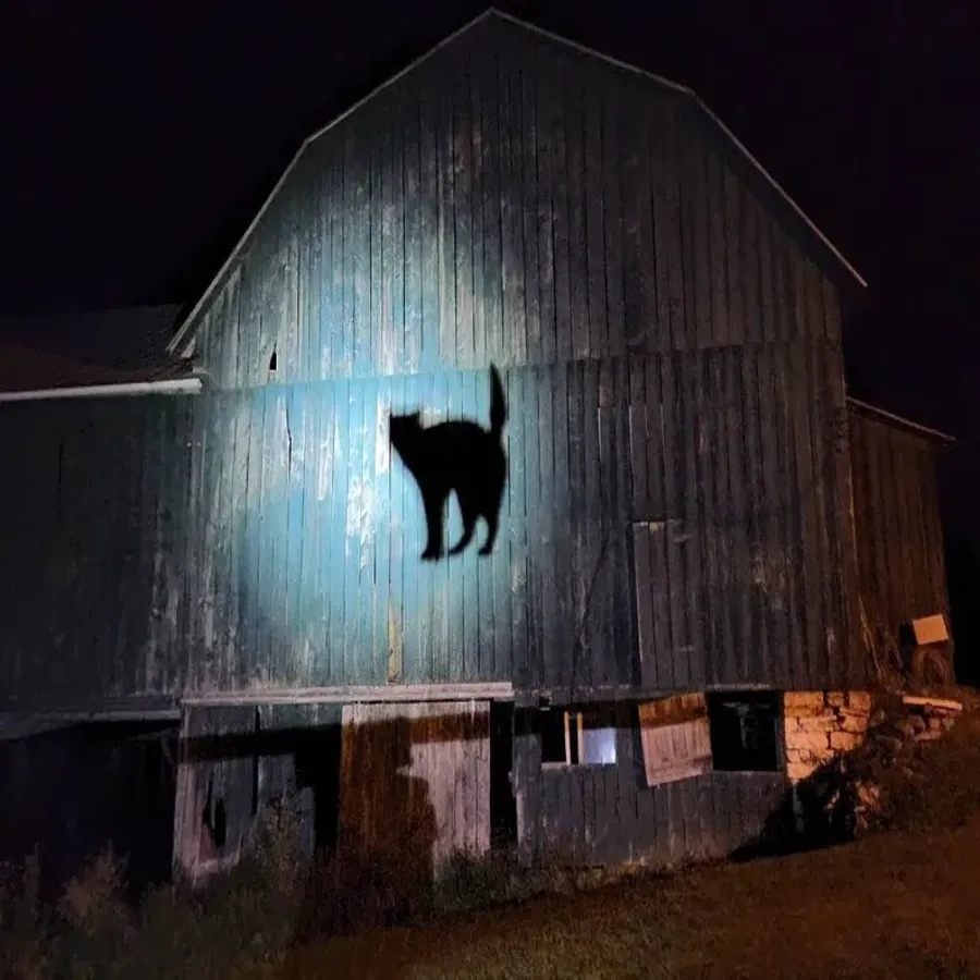 Cat Silhouette Halloween Yard